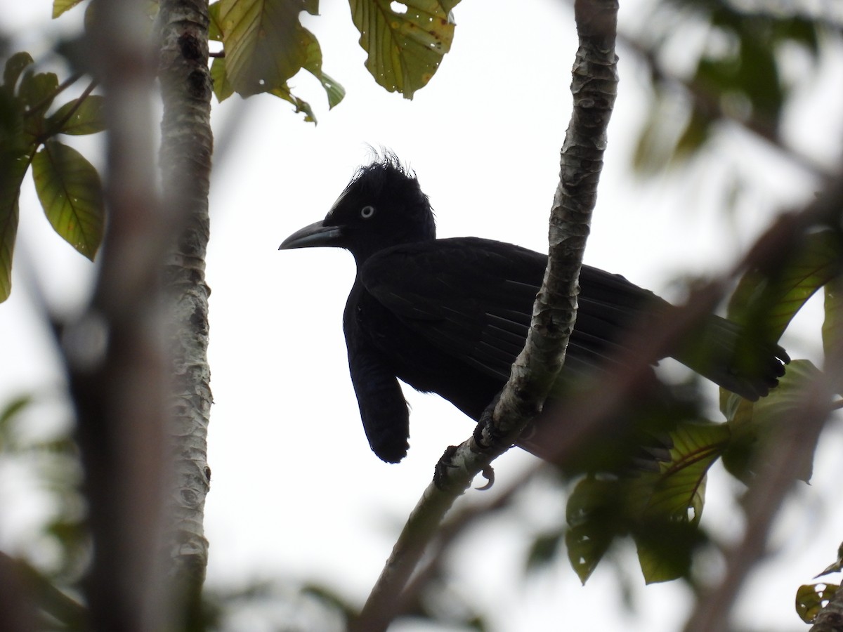 Amazonian Umbrellabird - Laura Obando