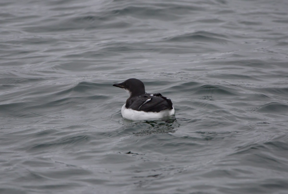 Thick-billed Murre - ML509679291