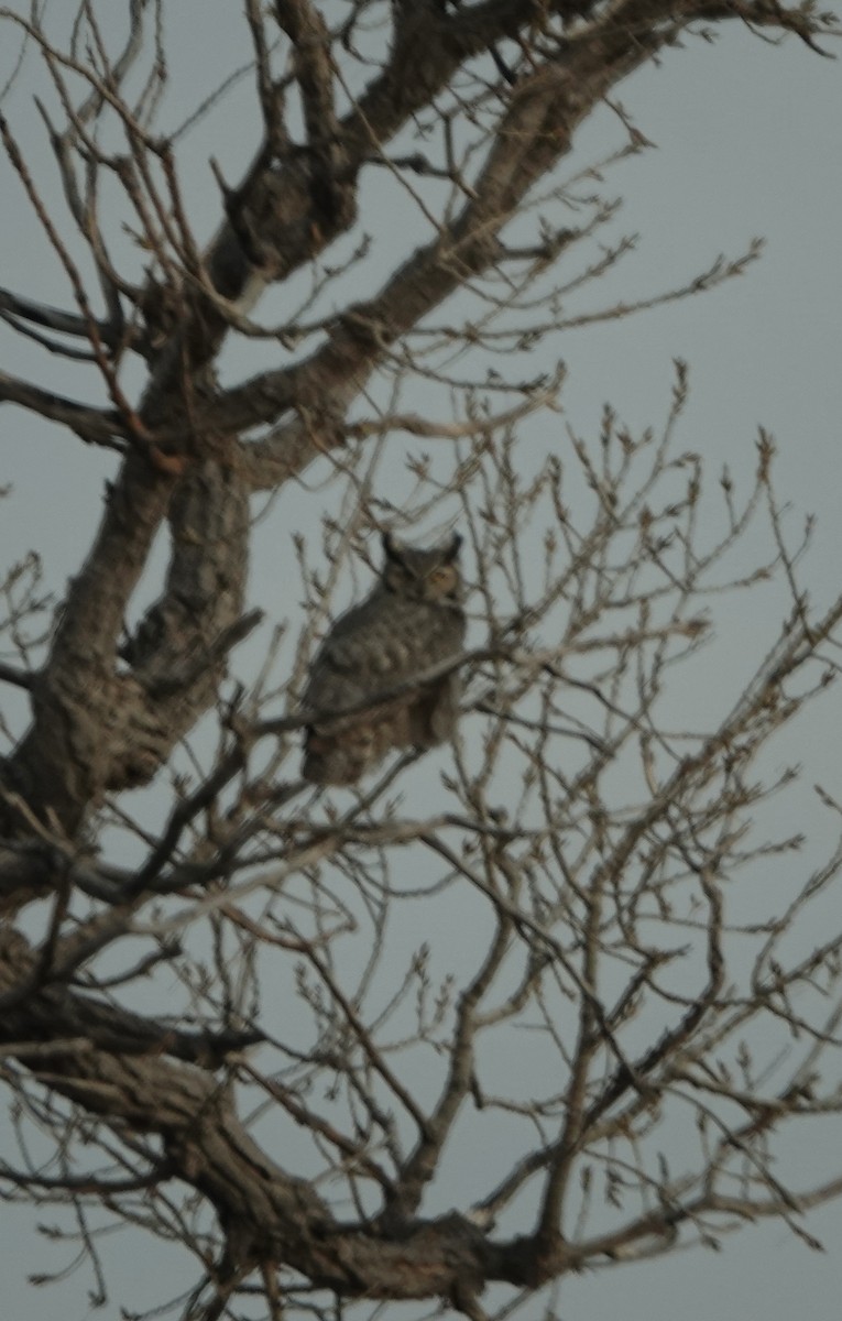 Great Horned Owl - Dave Ebbitt