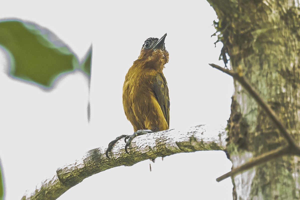 Rufous-breasted Piculet - ML509685041