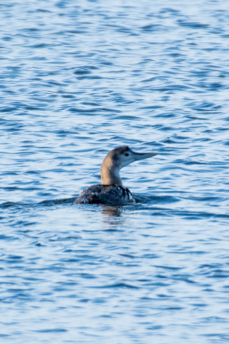 Yellow-billed Loon - ML509685591