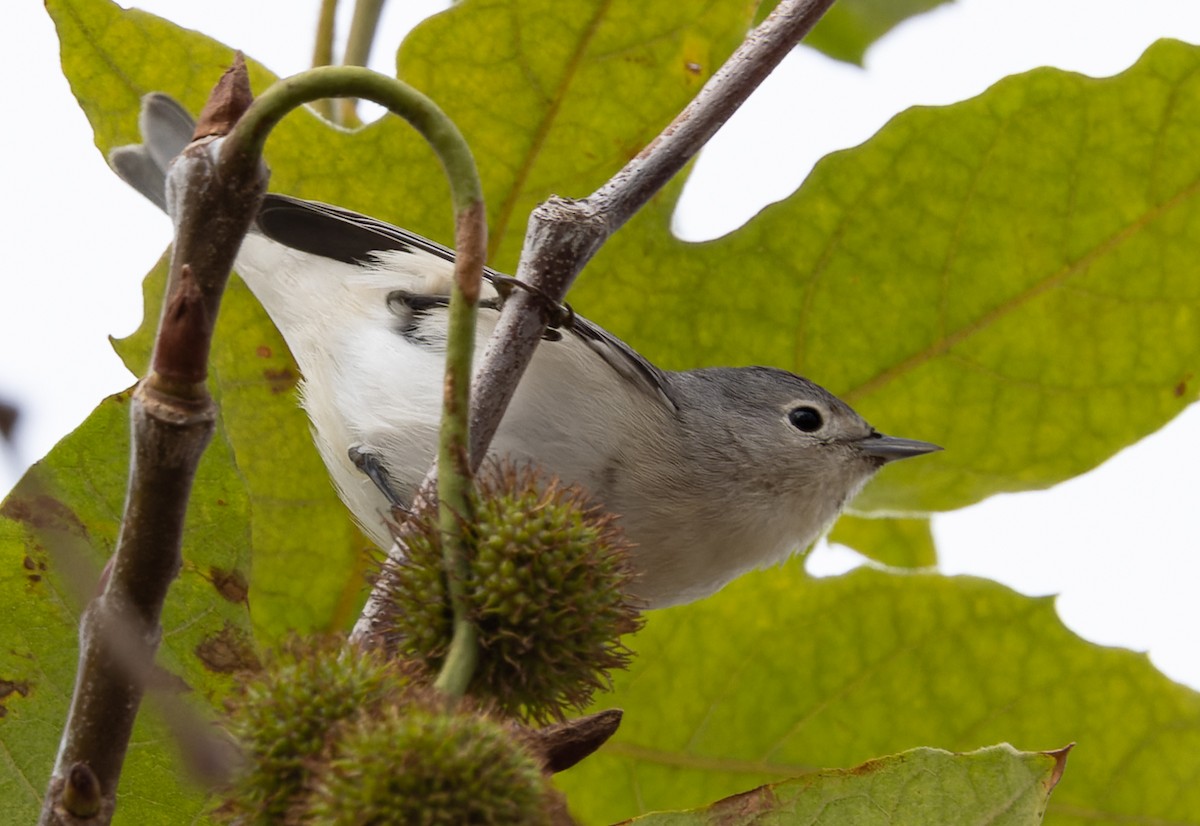 Lucy's Warbler - ML509686681