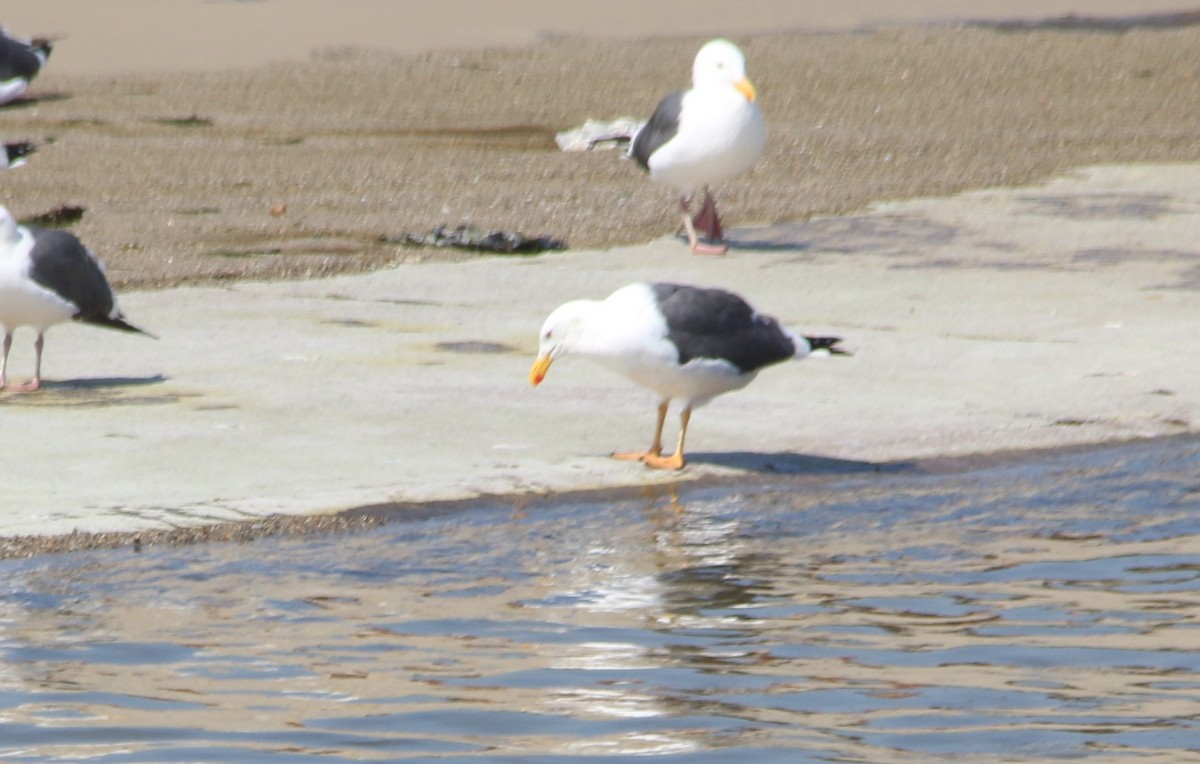Yellow-footed Gull - ML50968781