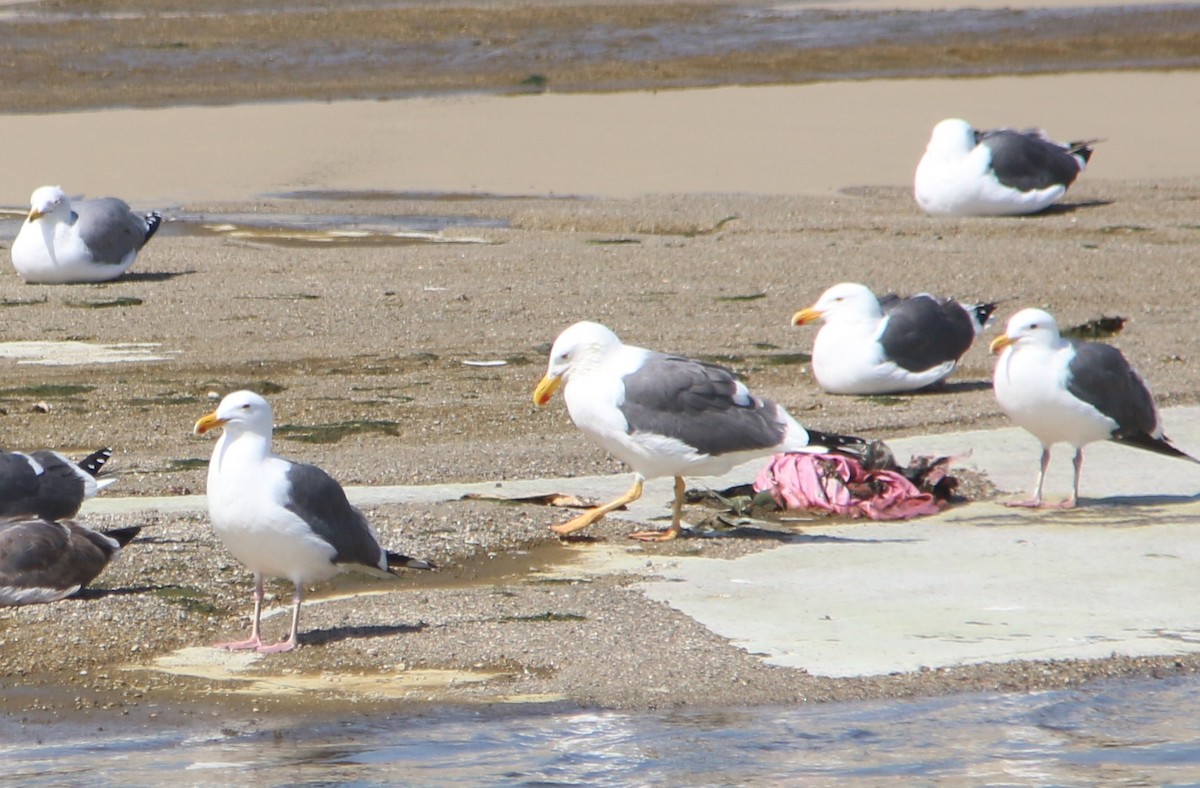 Yellow-footed Gull - ML50968791