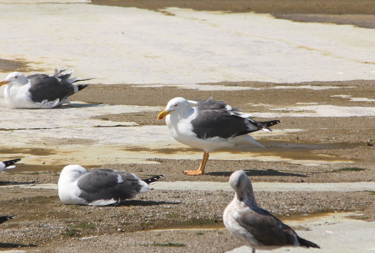 Yellow-footed Gull - ML50968801