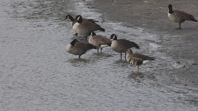 Greater White-fronted Goose - ML509693651