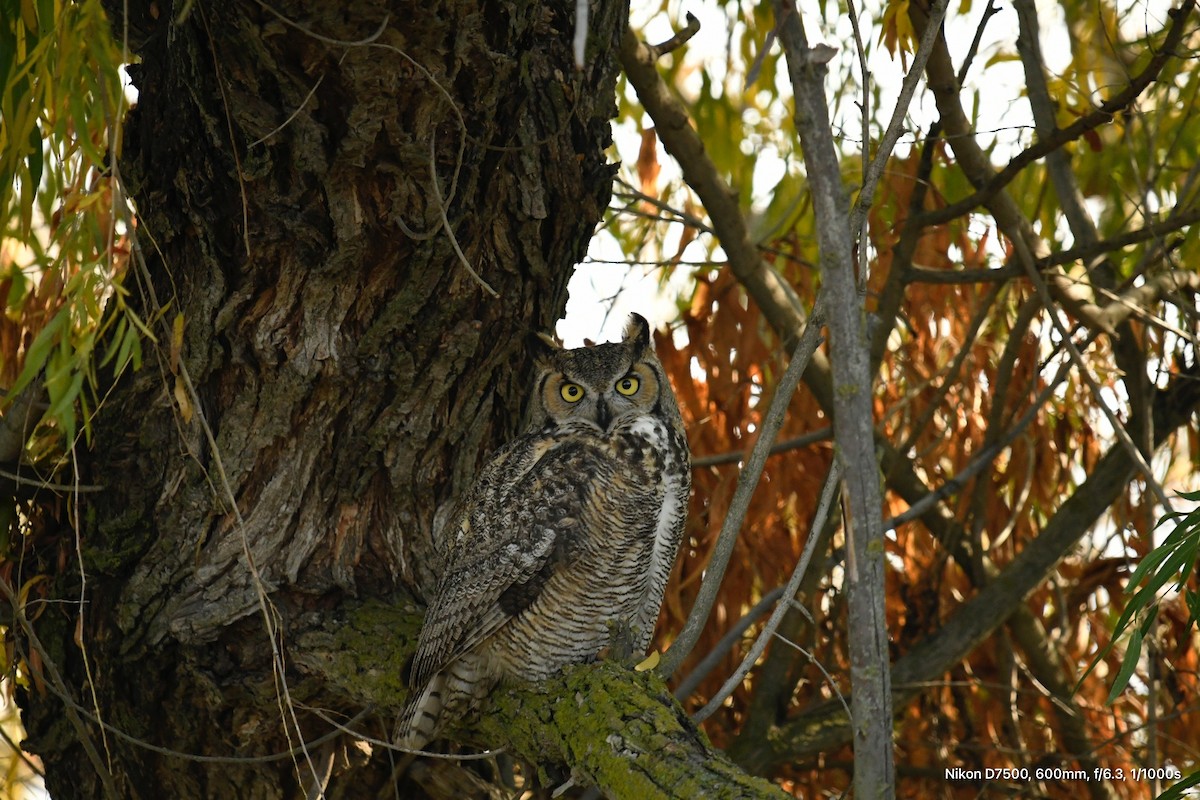 Great Horned Owl - ML509696391