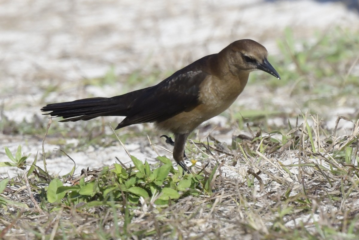 Boat-tailed Grackle - ML509696571