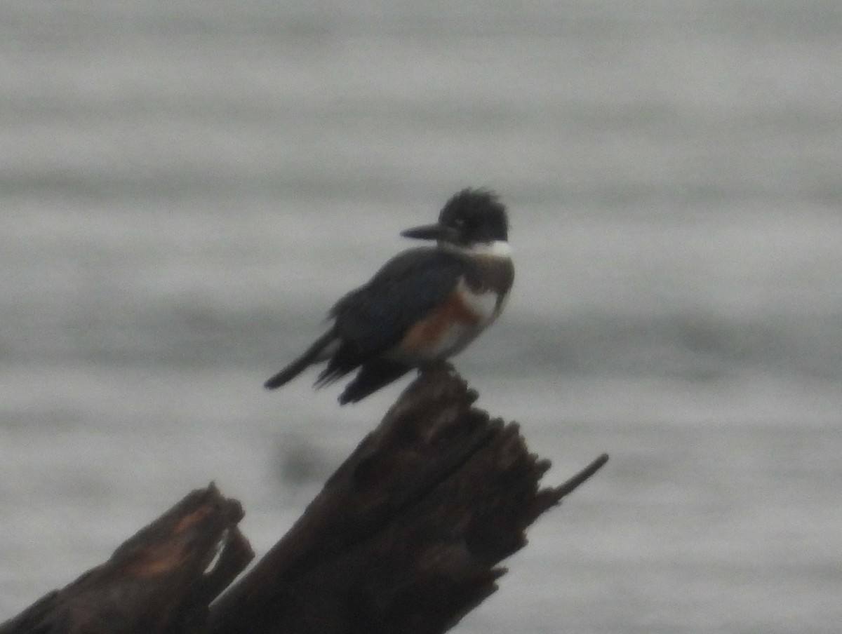 Belted Kingfisher - ML509696671