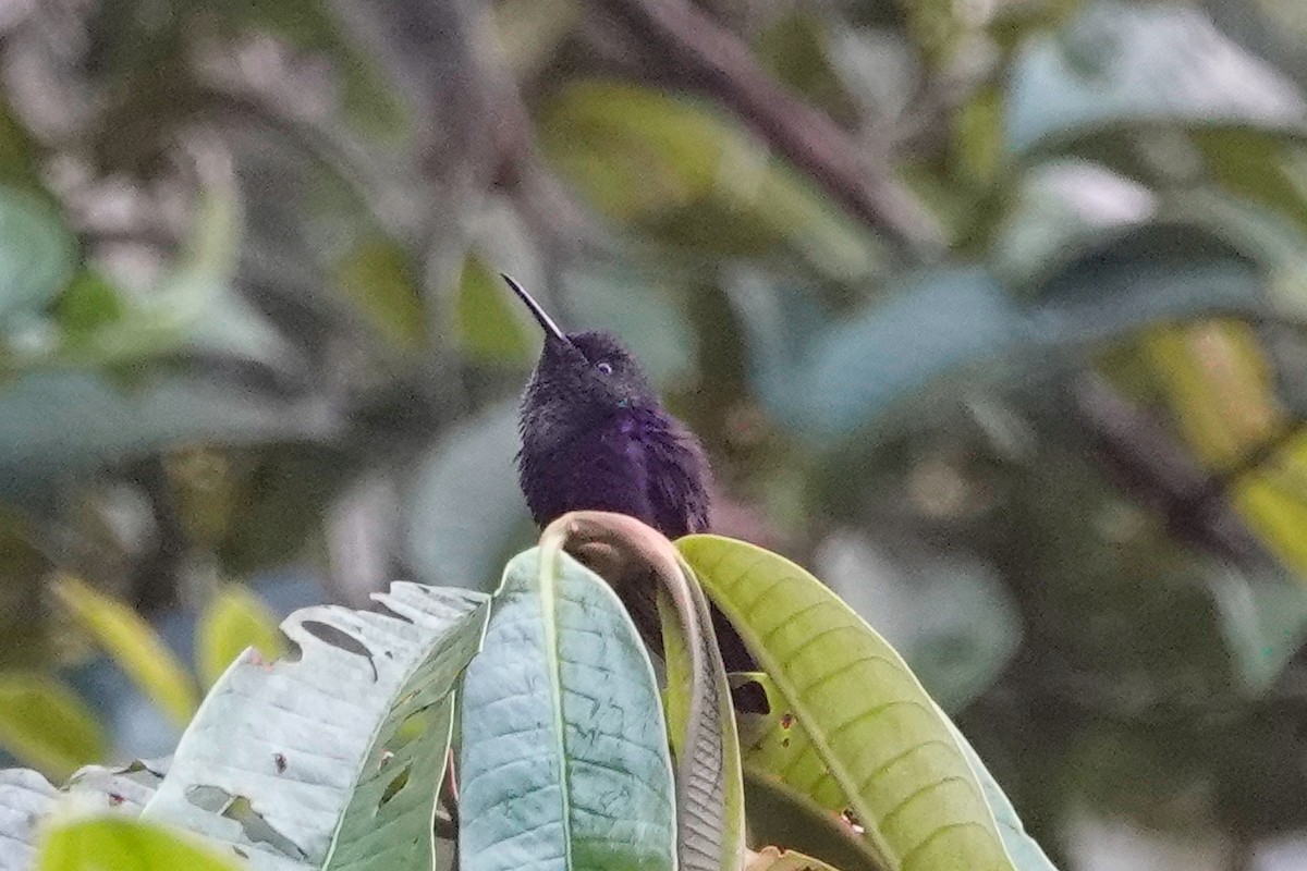 hummingbird sp. - ML509697501