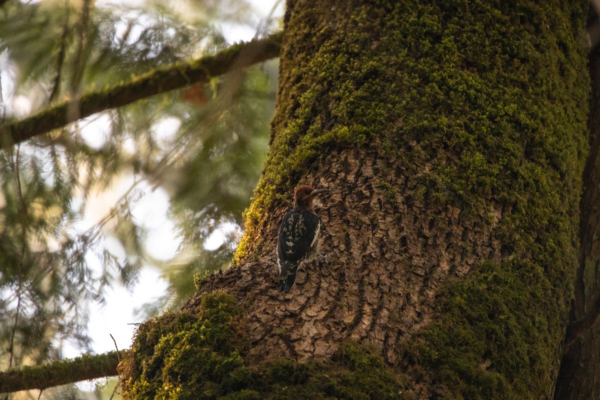 Red-breasted Sapsucker - ML509697531