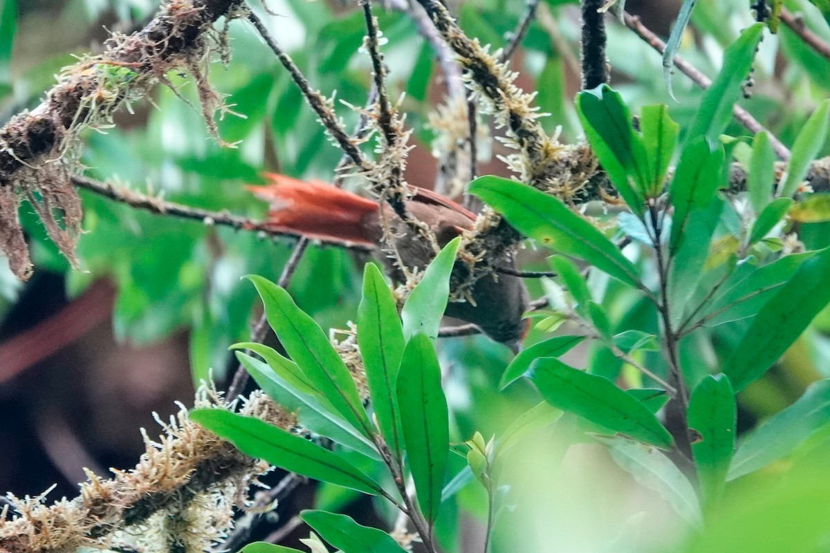Red-faced Spinetail - ML509697711