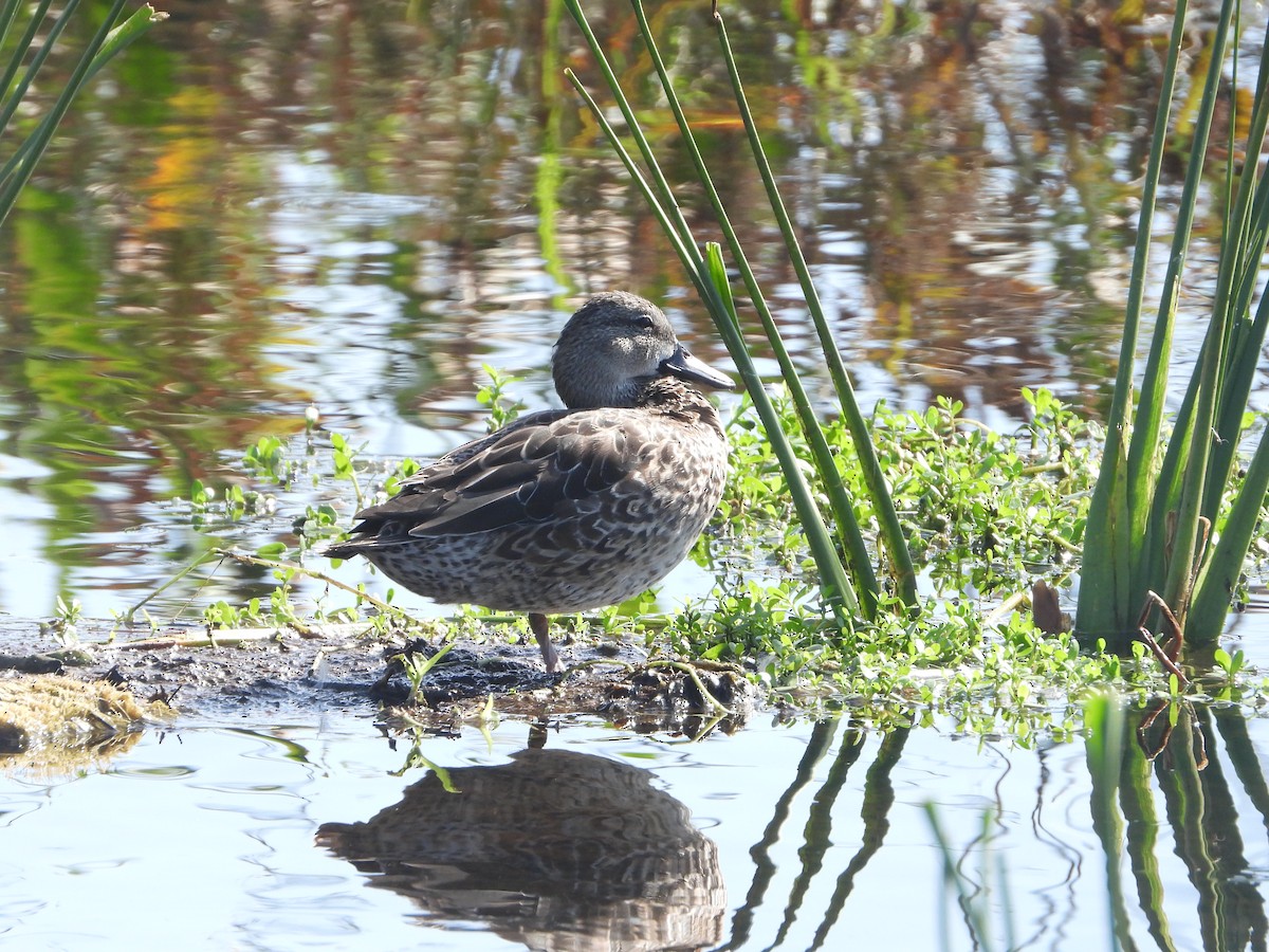Blue-winged Teal - ML509697751
