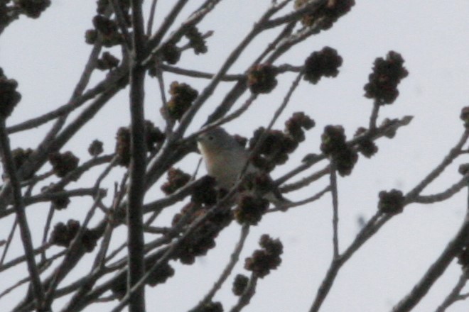 Lucy's Warbler - ML50970581
