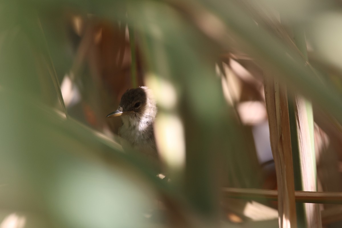 Cape Verde Swamp Warbler - ML509706421