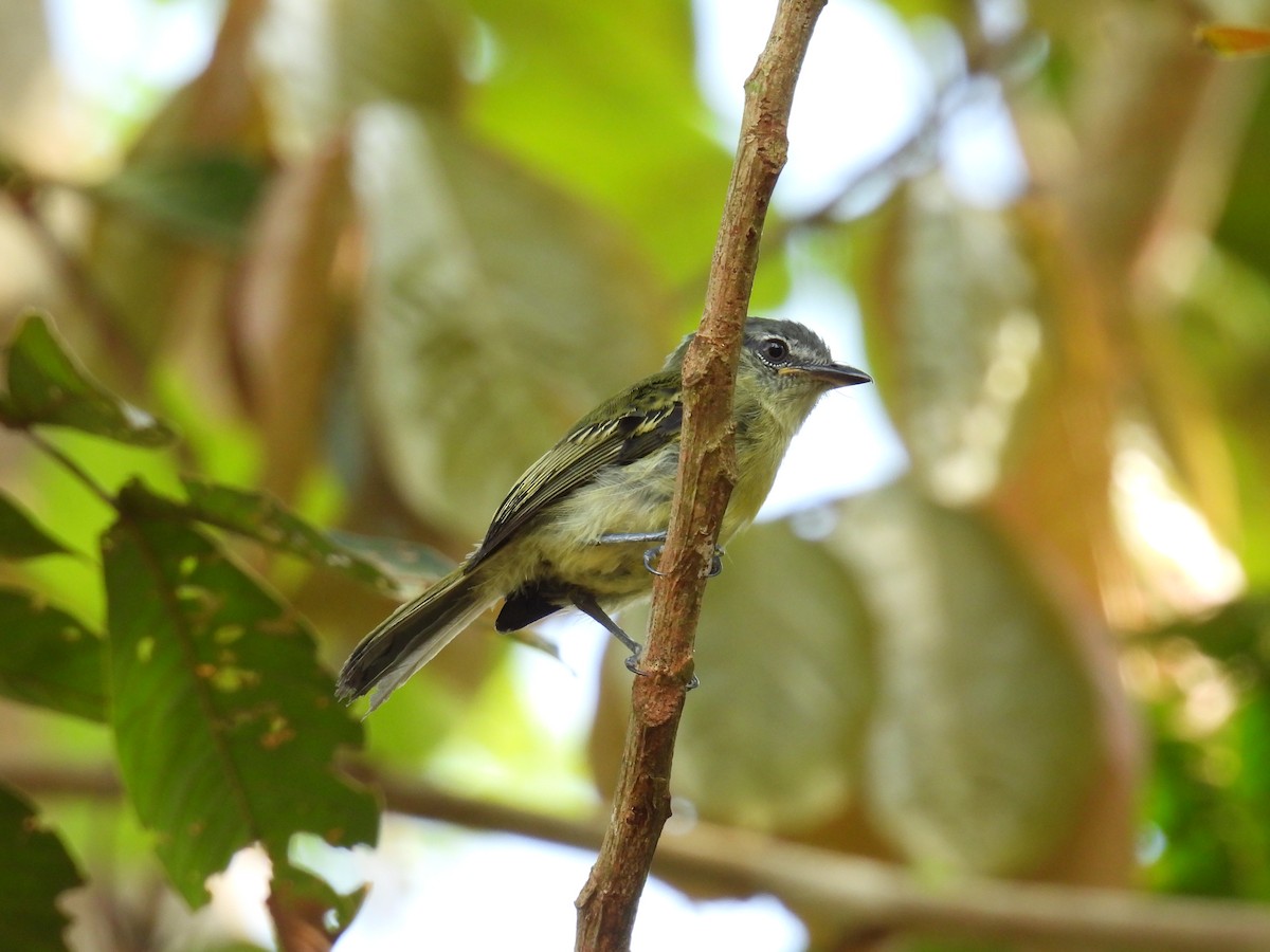 Gray-crowned Flatbill - ML509706451