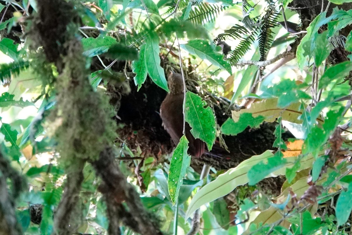 Spotted Woodcreeper - ML509707221