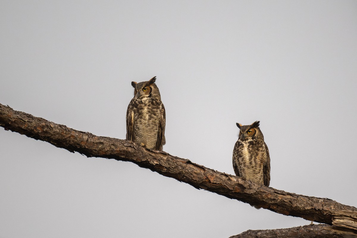 Great Horned Owl - ML509712321