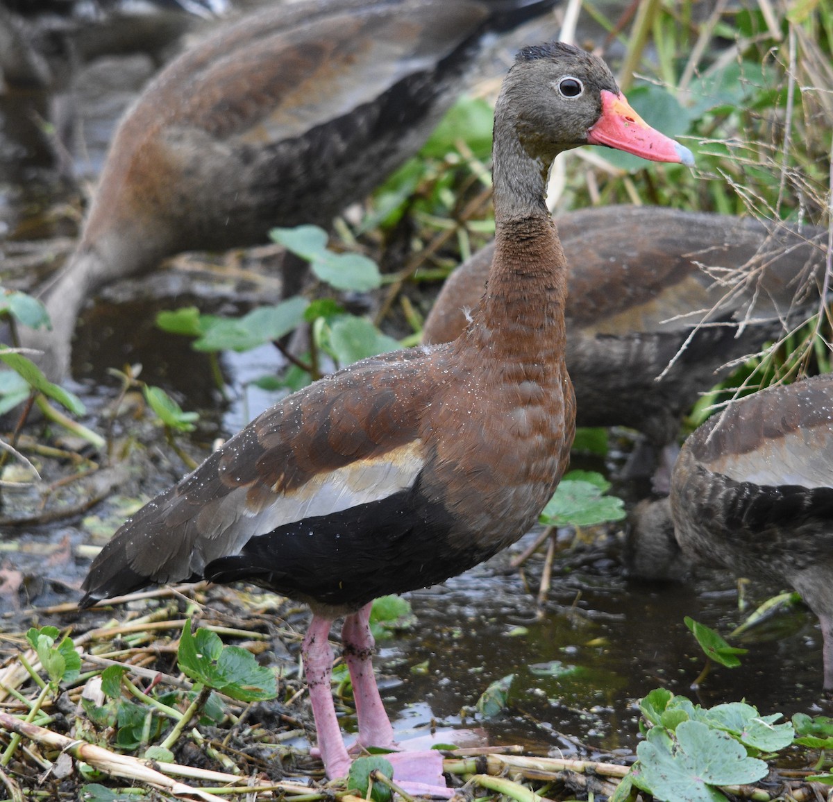 Black-bellied Whistling-Duck - Ronan Pangie