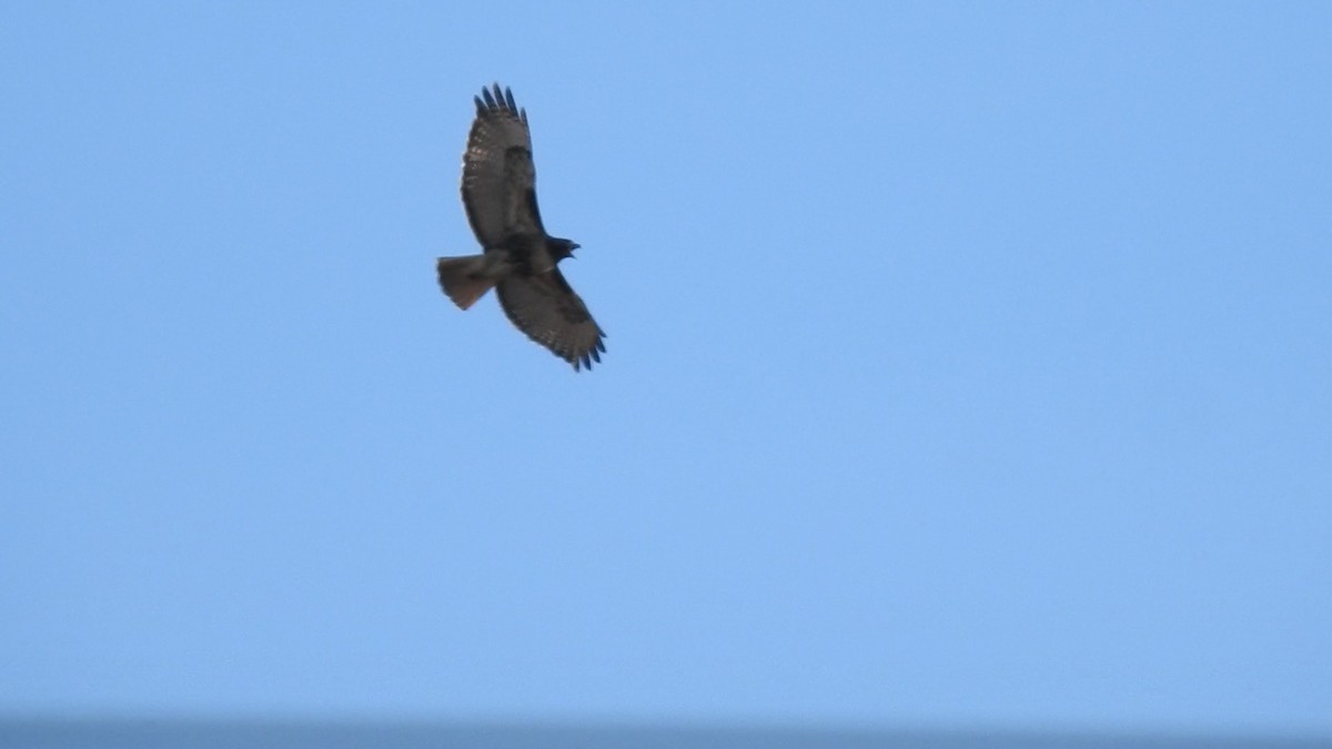 Red-tailed Hawk (abieticola) - ML509713651