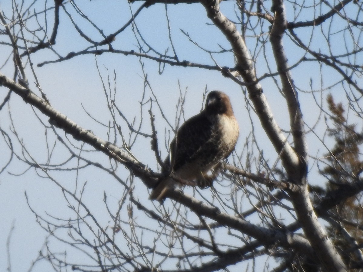 Red-tailed Hawk (abieticola) - ML509713711