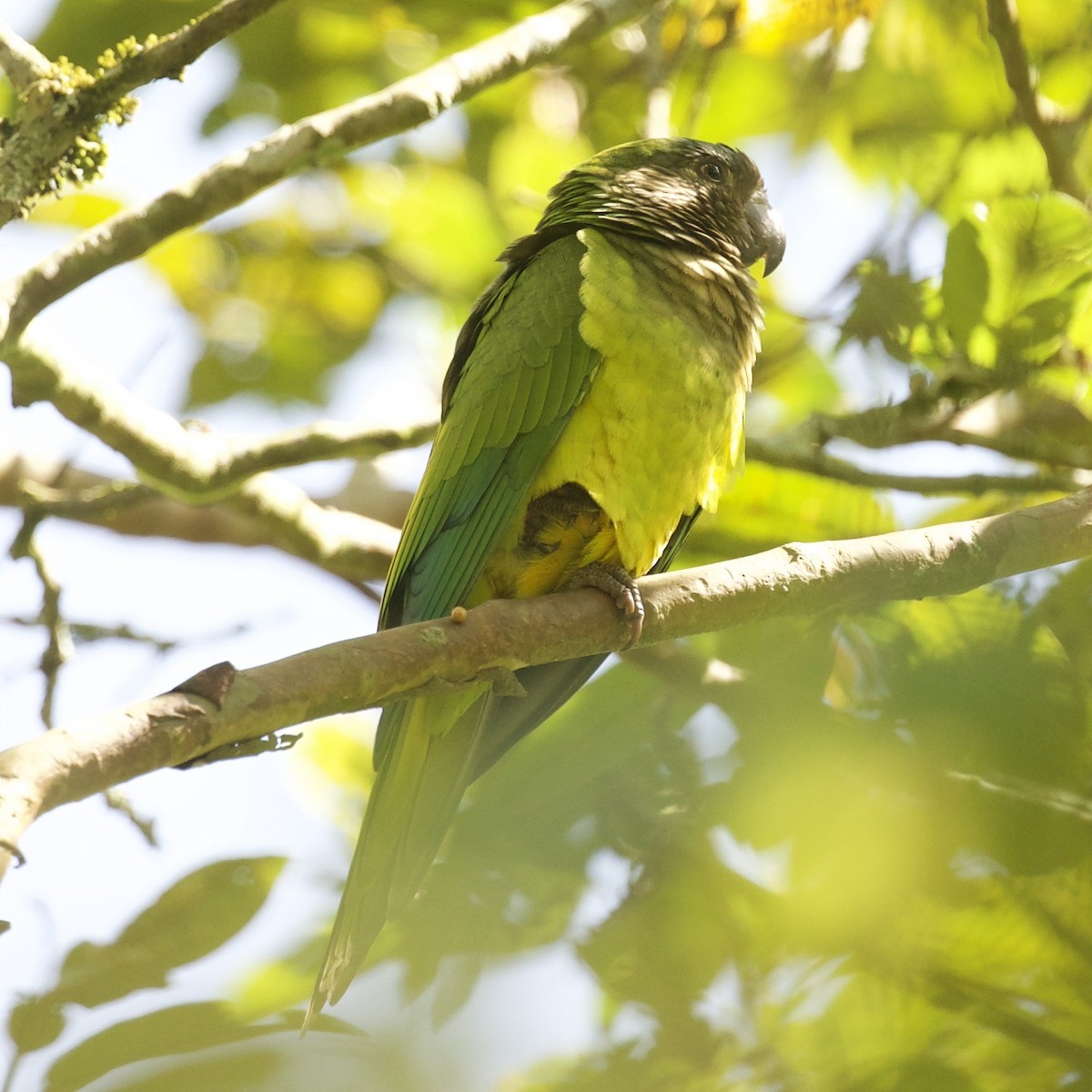 Brown-throated Parakeet - ML509717001