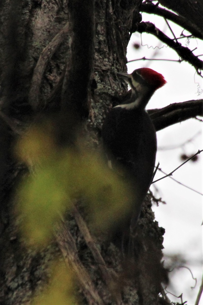 Pileated Woodpecker - ML509721511