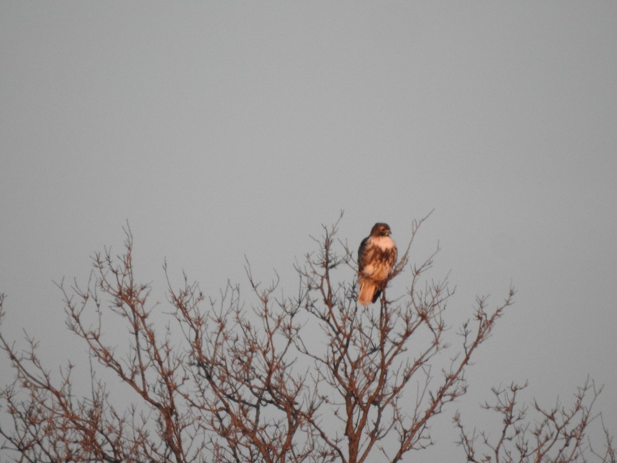 Red-tailed Hawk (abieticola) - ML509727711