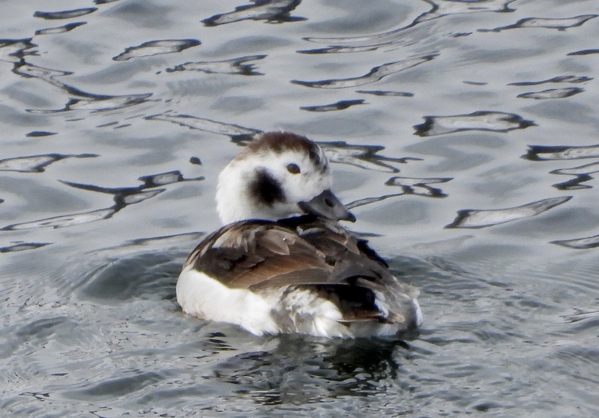 Long-tailed Duck - ML509729151