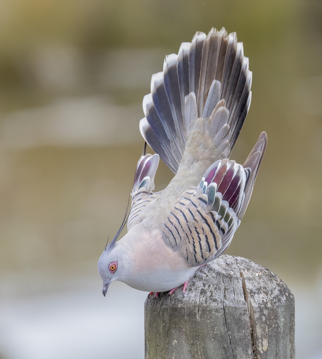 Crested Pigeon - Richard Simmonds