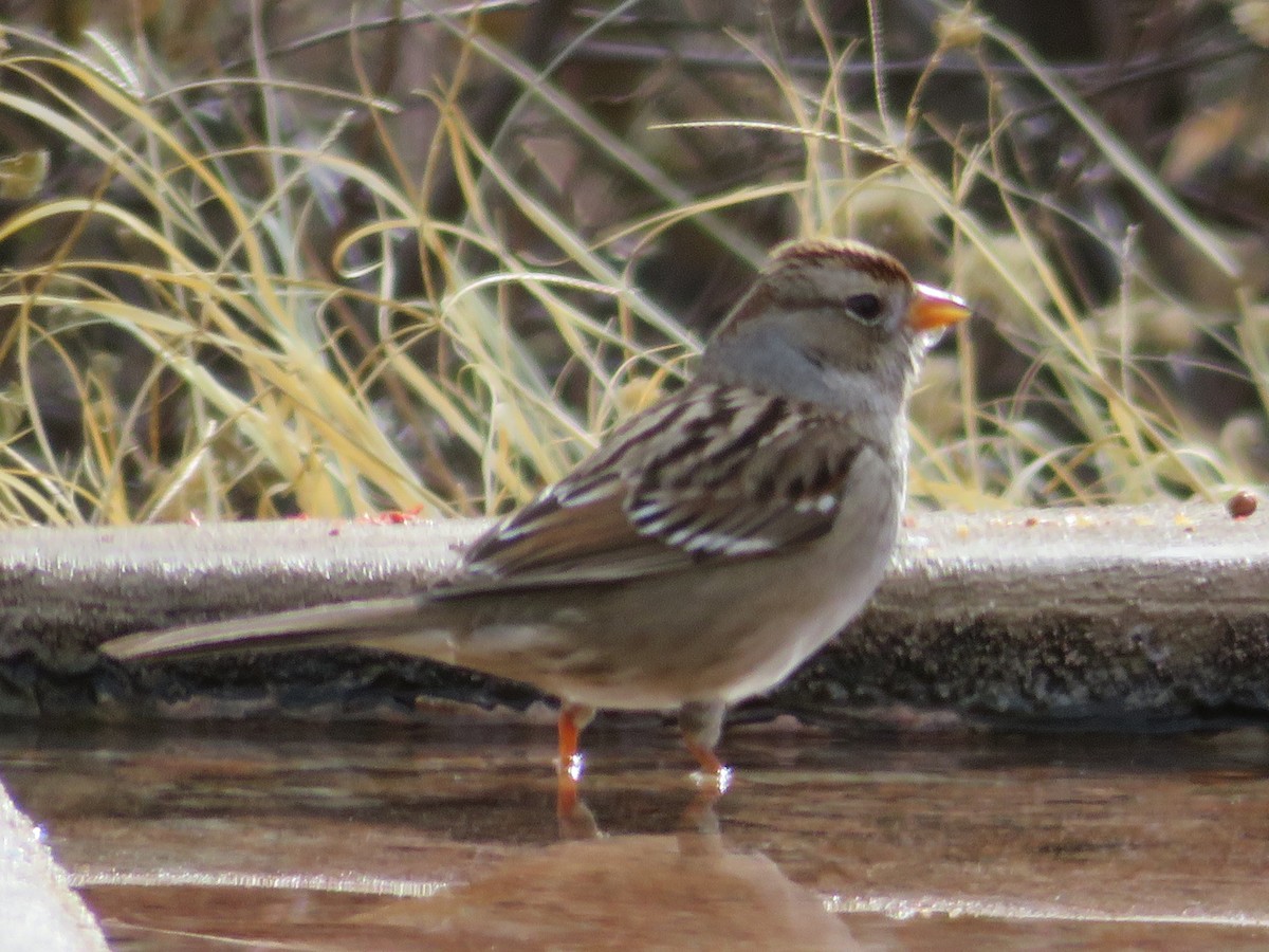 White-crowned Sparrow - ML509730771