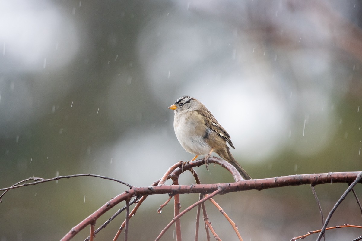 White-crowned Sparrow - ML509730971