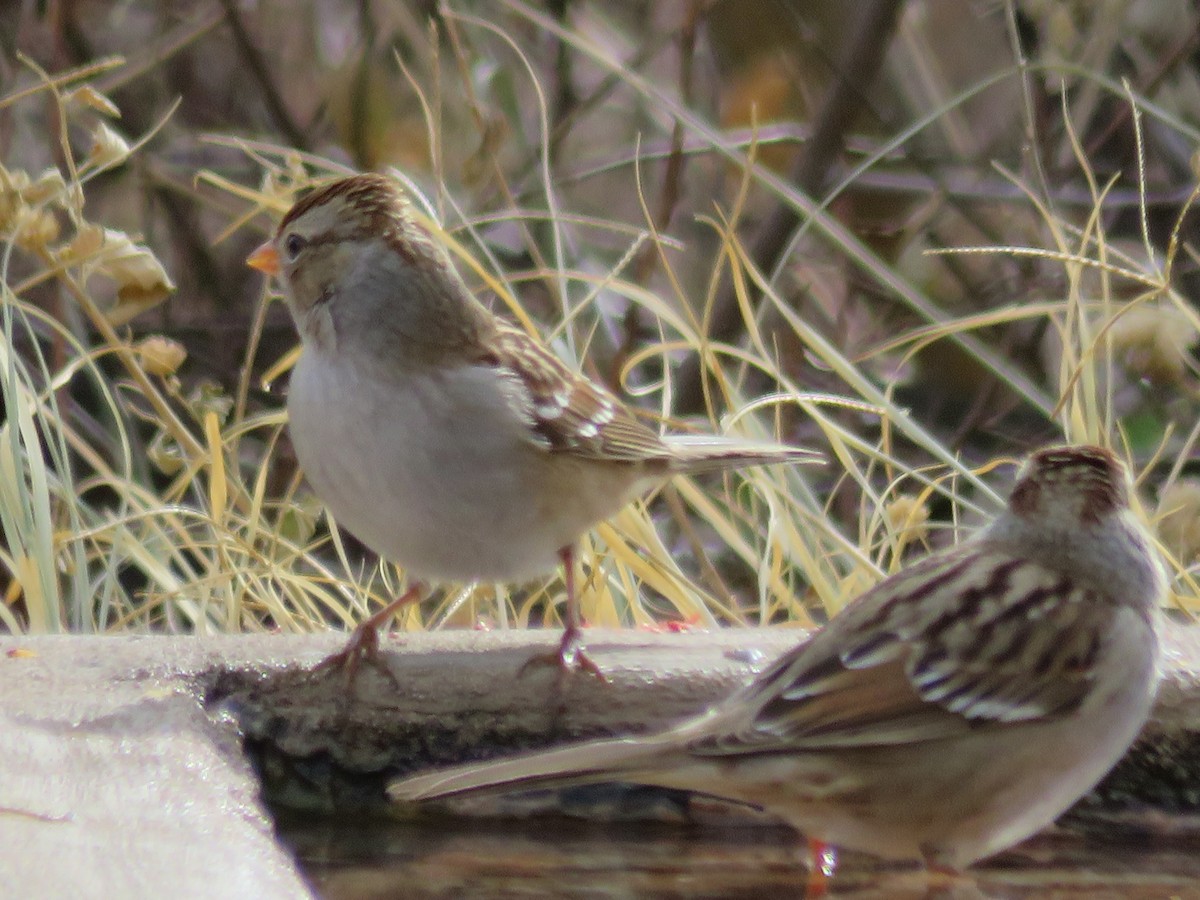 White-crowned Sparrow - ML509731021