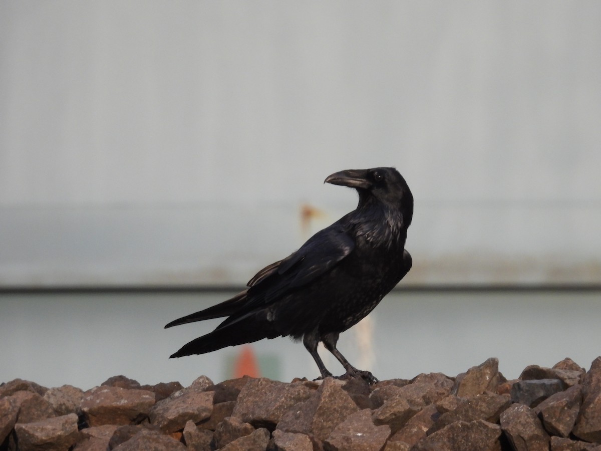 Common Raven - Tara Choate