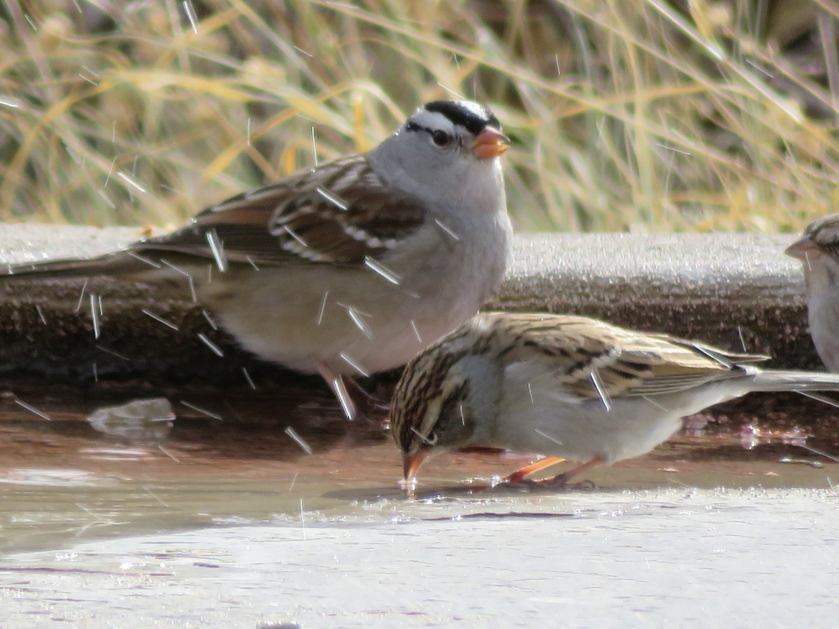 White-crowned Sparrow - ML509740001