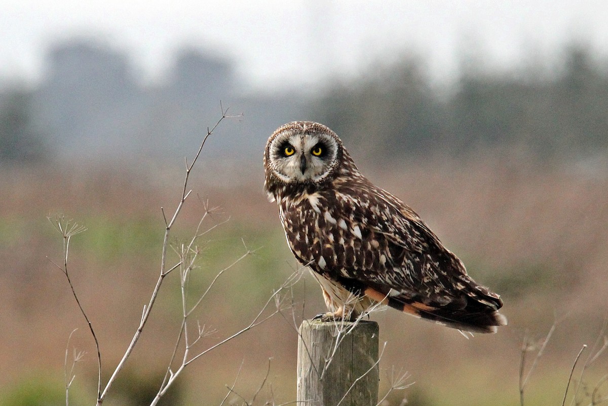 Short-eared Owl (Northern) - Ken Burton