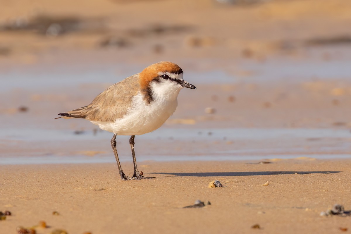 Red-capped Plover - ML509757621