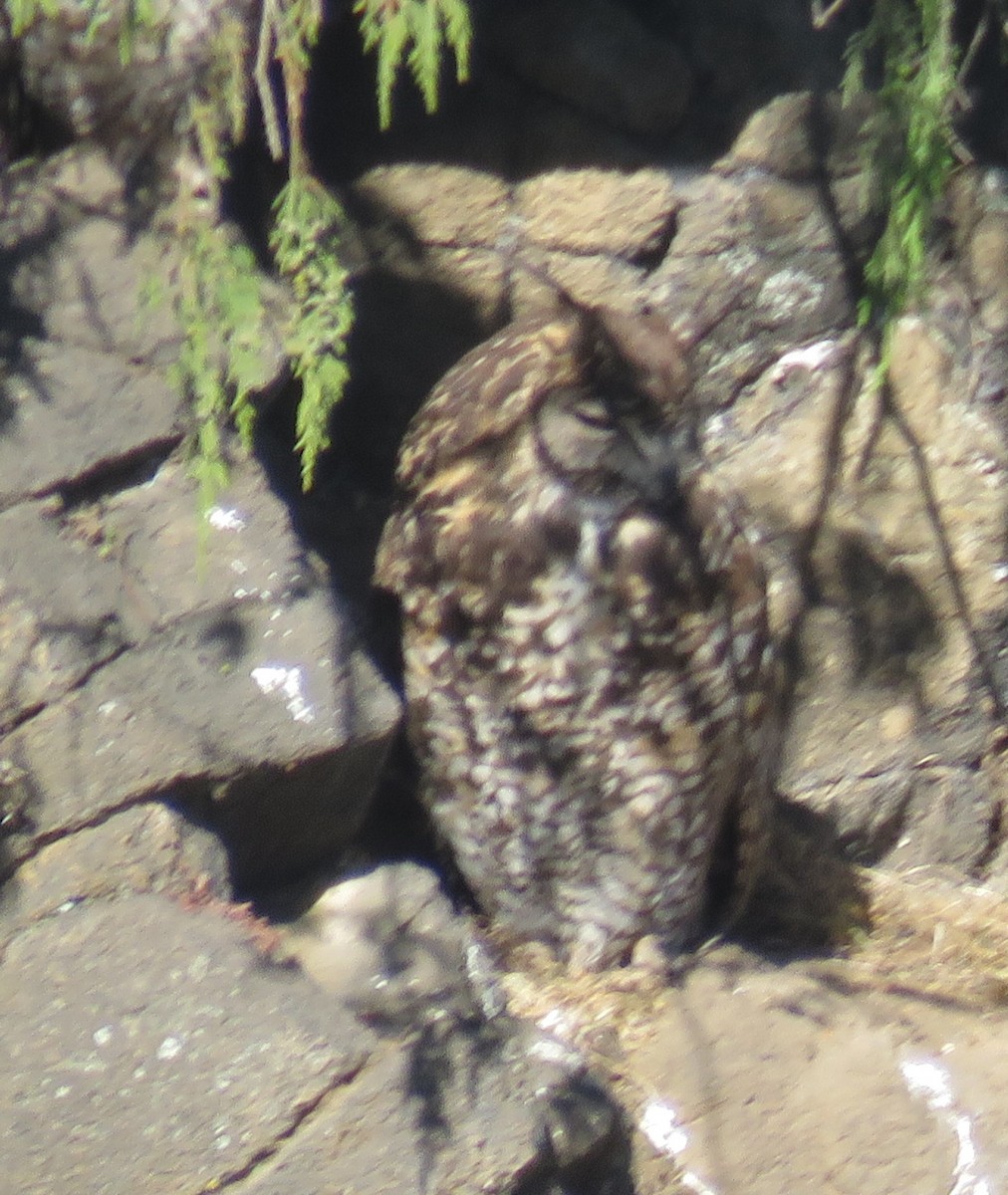 Cape Eagle-Owl (Northern) - ML509760411