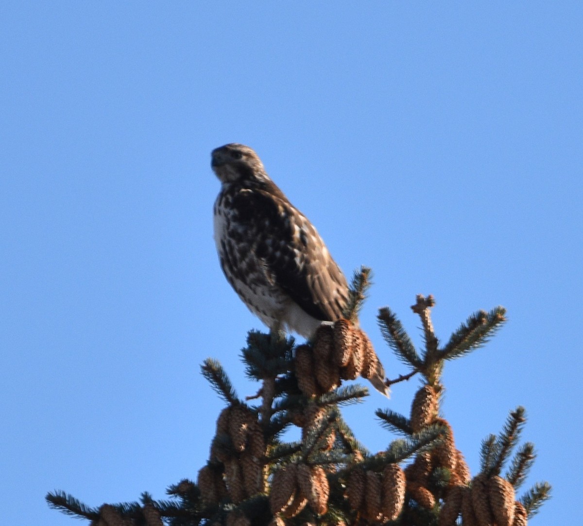 Red-tailed Hawk - ML509761491