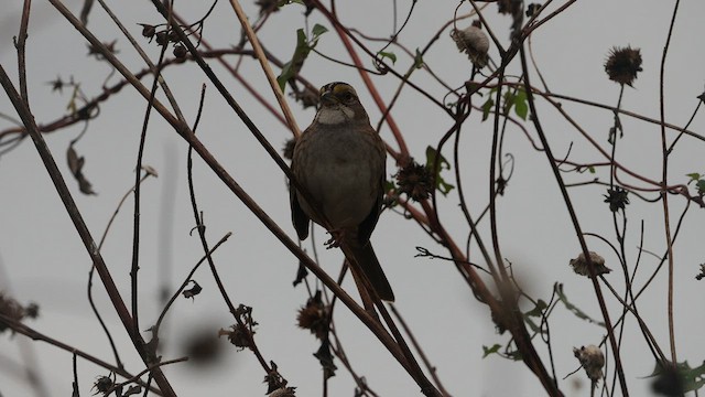 White-throated Sparrow - ML509767531