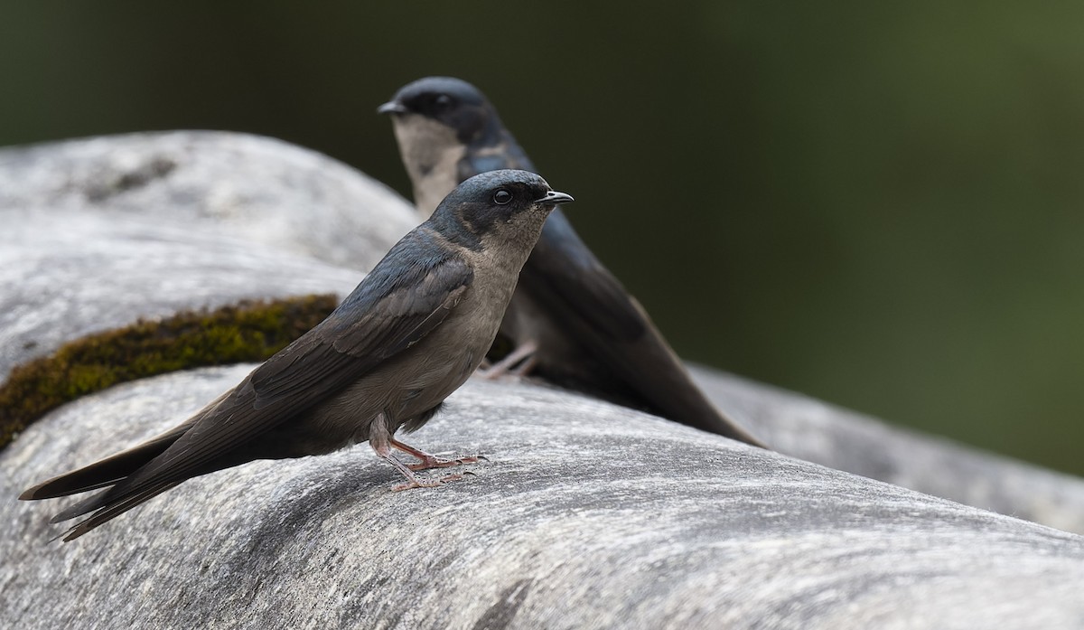 Brown-bellied Swallow - Marky Mutchler