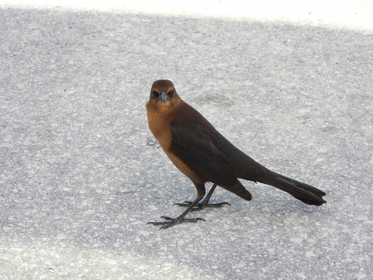 Boat-tailed Grackle - ML509771731