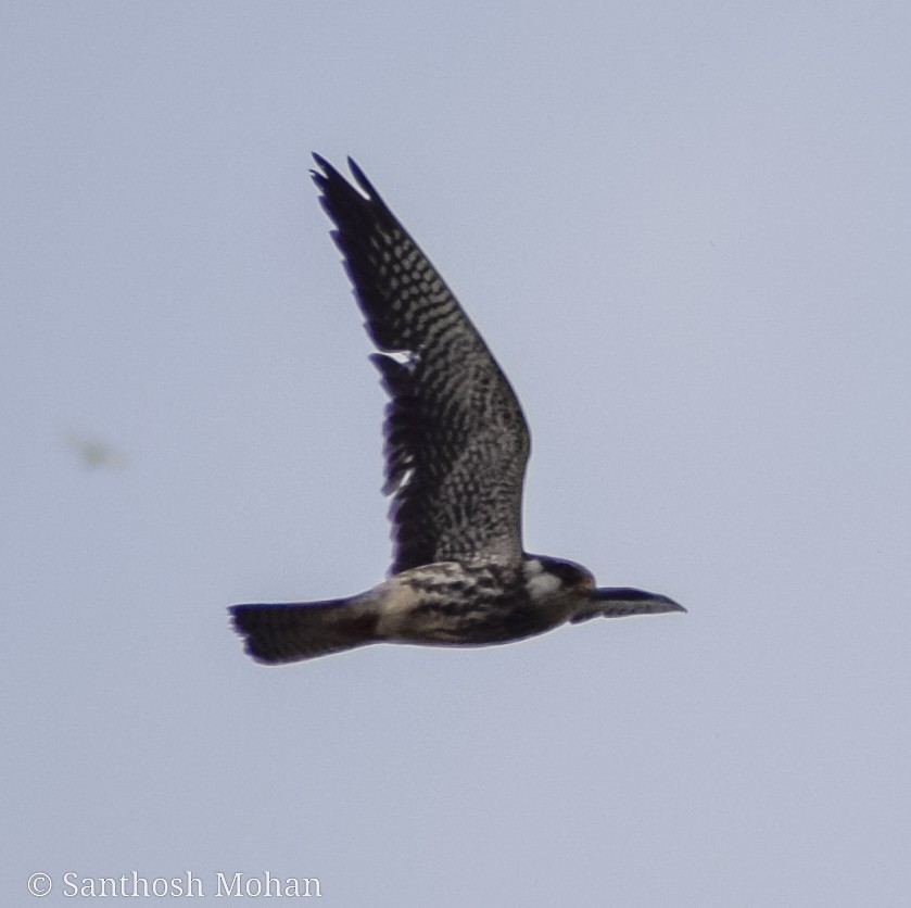 Amur Falcon/Eurasian Hobby - Santhosh Mohan