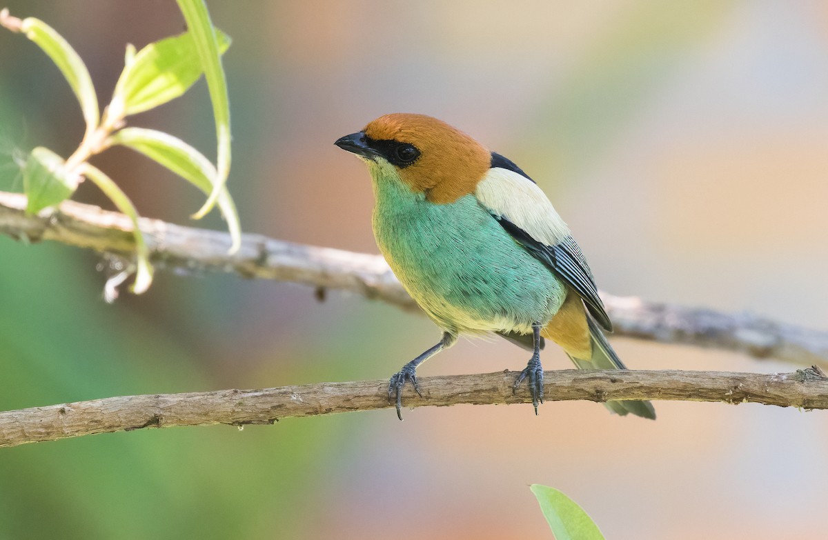 Black-backed Tanager - ML509773771