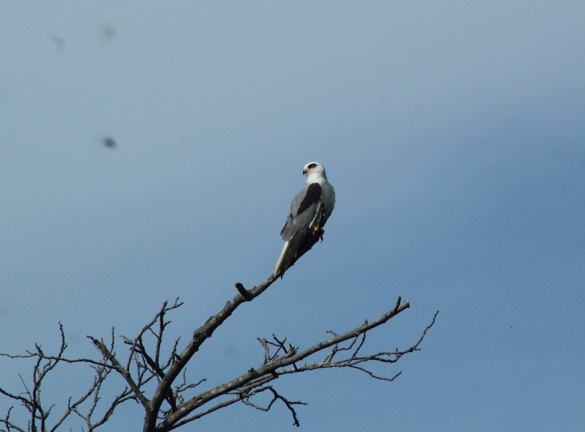 White-tailed Kite - ML509774701