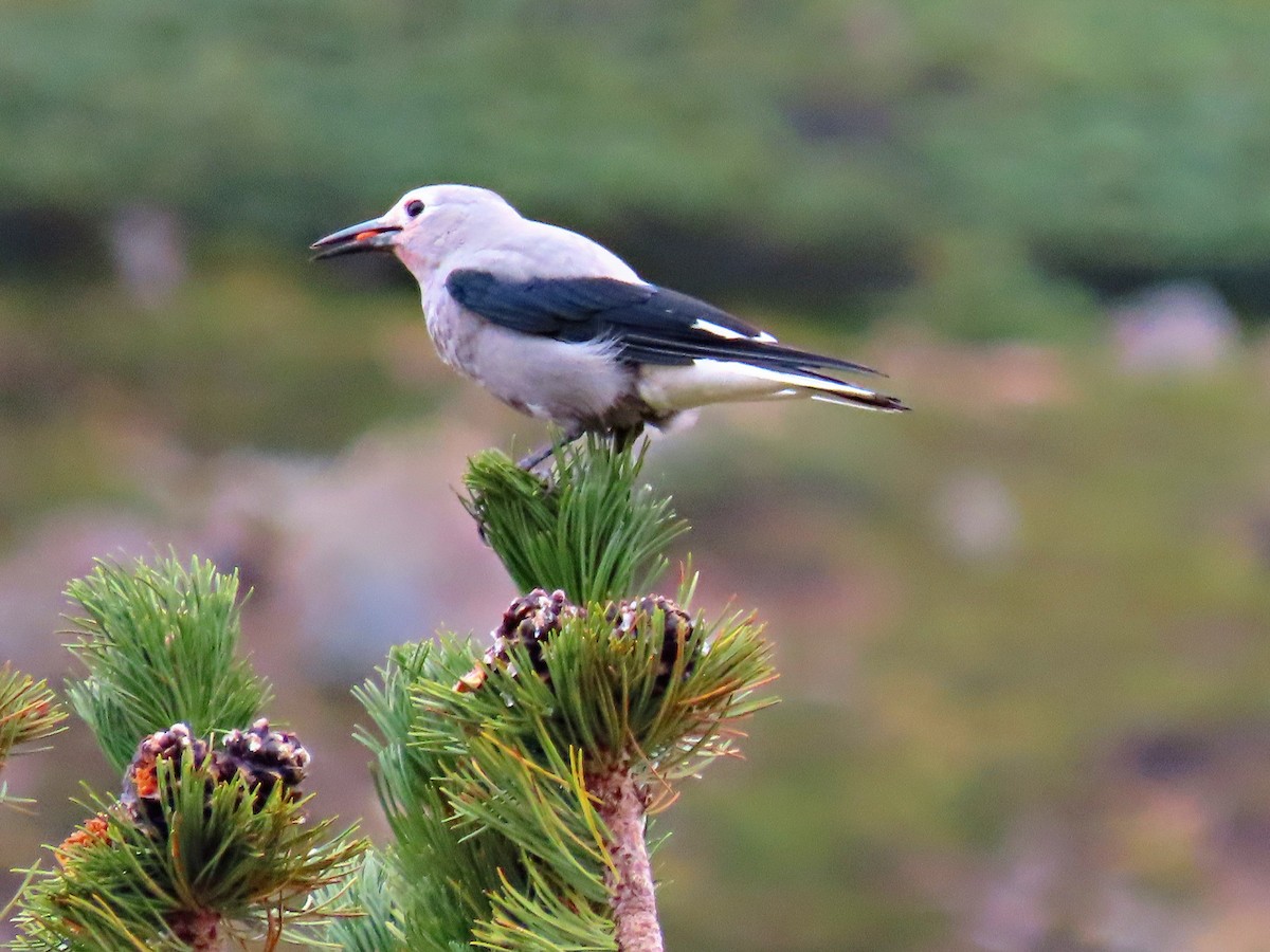Clark's Nutcracker - ML509779411