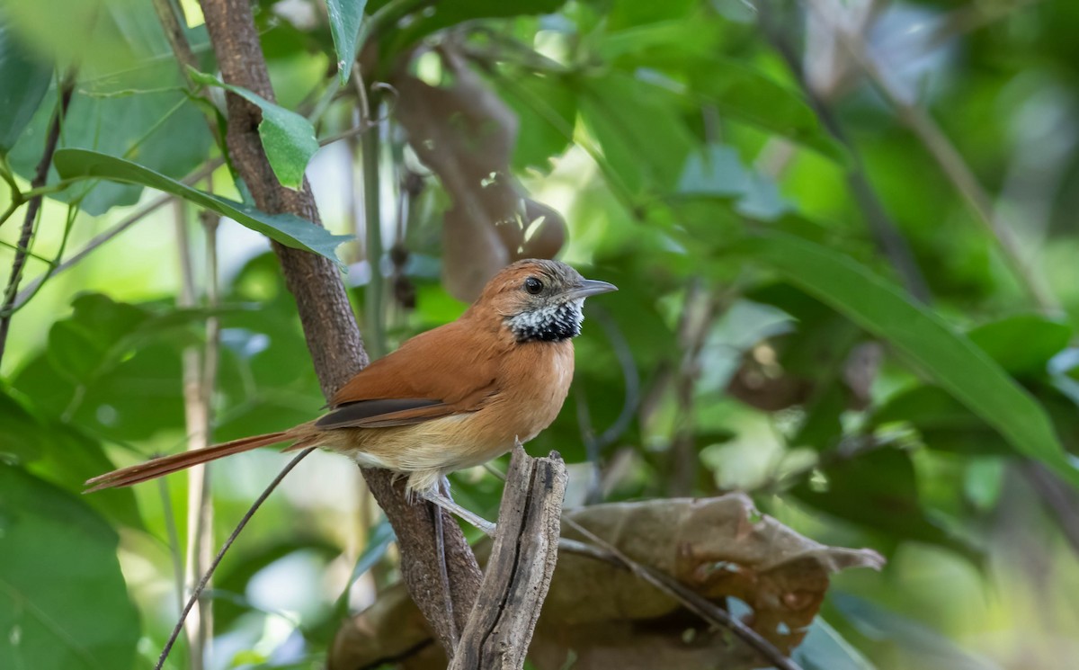 Hoary-throated Spinetail - ML509782011