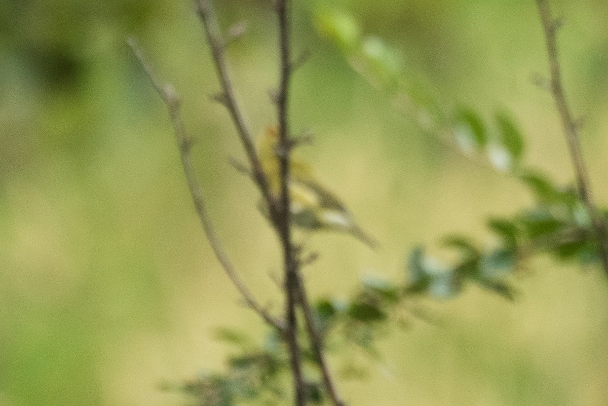 Western Tanager - ML509785191