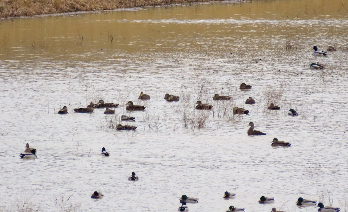 eBird Checklist 3 Dec 2022 Tennessee NWRBig Sandy Unit 32 species