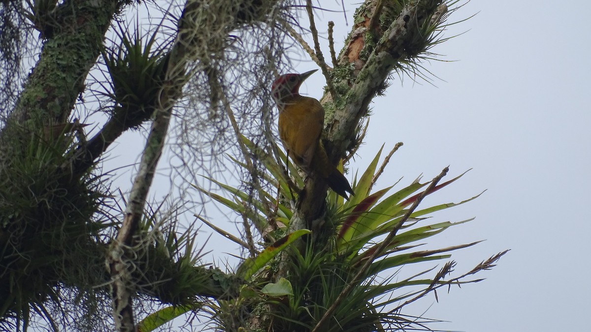 Golden-olive Woodpecker - Diego Ramírez